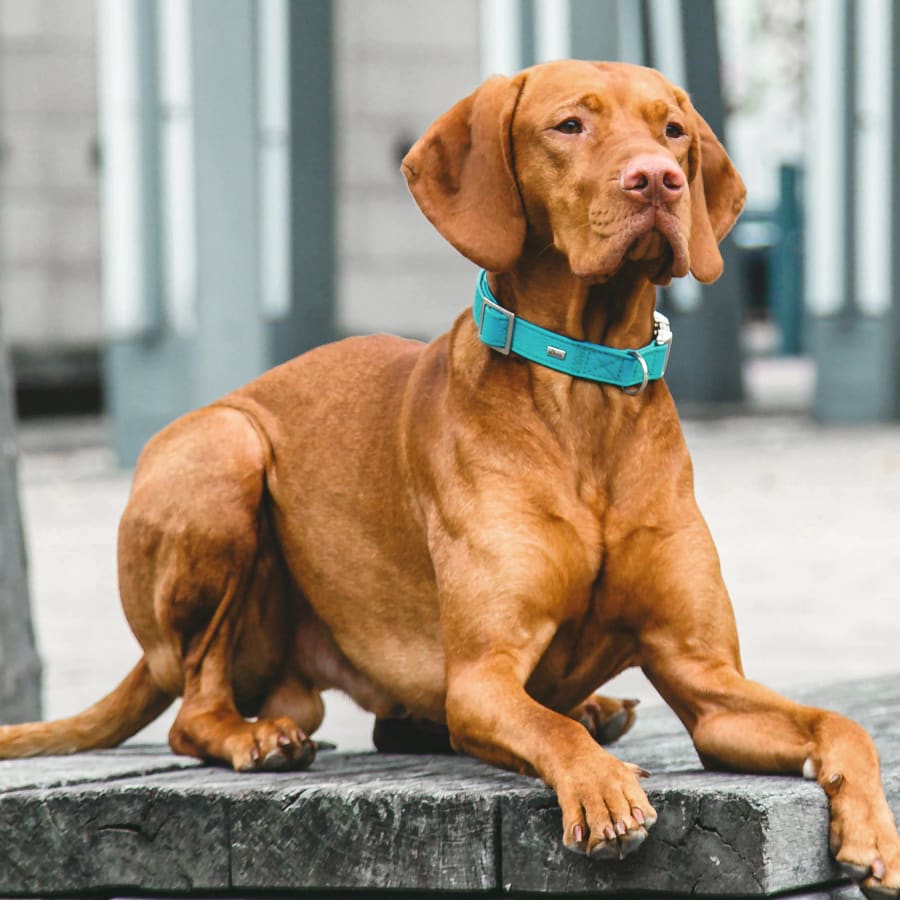 Temple City Animal Hospital in San Gabriel