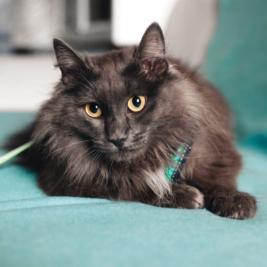 Black cat at Geriatric Care for Pets, San Gabriel