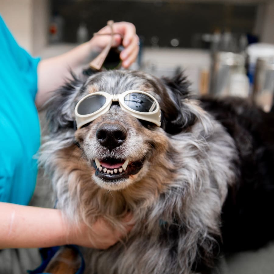 Veterinary Cold Laser Therapy for Dogs & Cats, San Gabriel Veterinarians