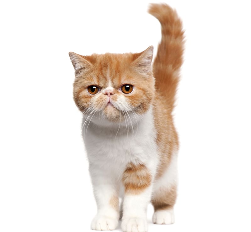 Cats, Temple City Animal Hospital