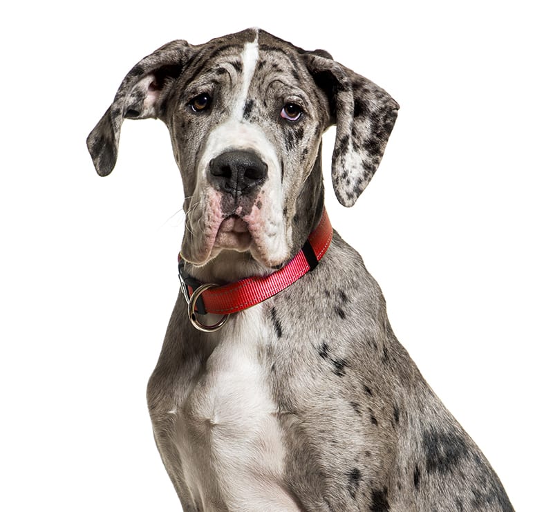 Giant Dogs, Temple City Animal Hospital