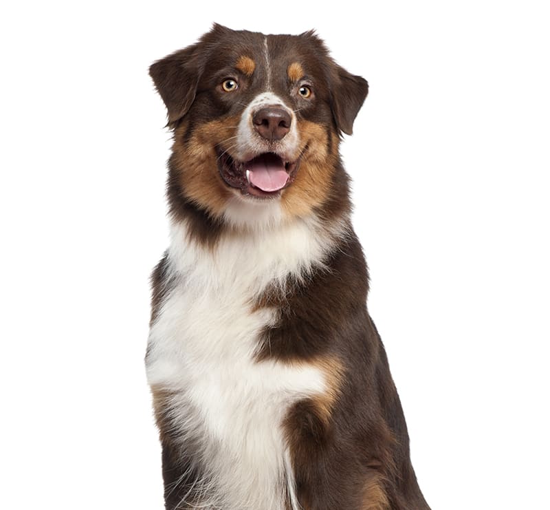 Large Dogs, Temple City Animal Hospital