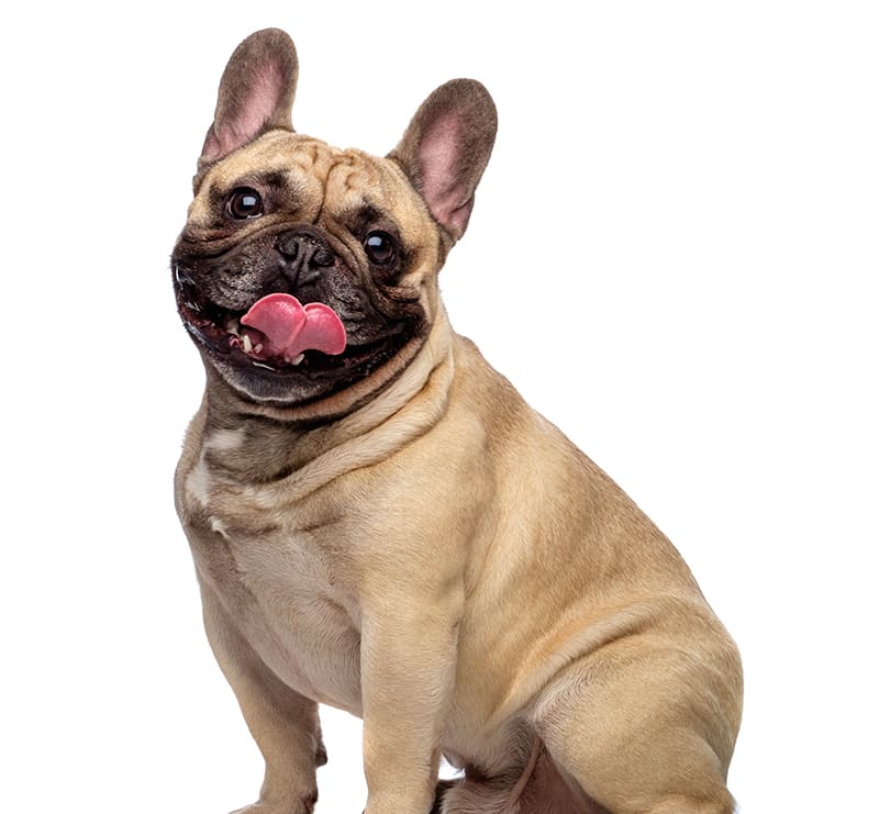 Medium Dogs, Temple City Animal Hospital