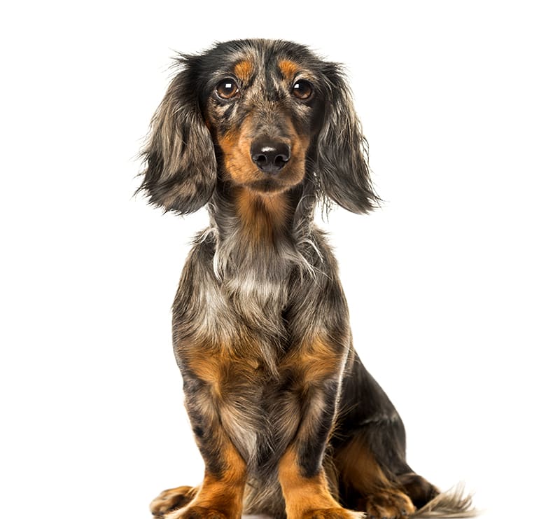 Small Dogs, Temple City Animal Hospital