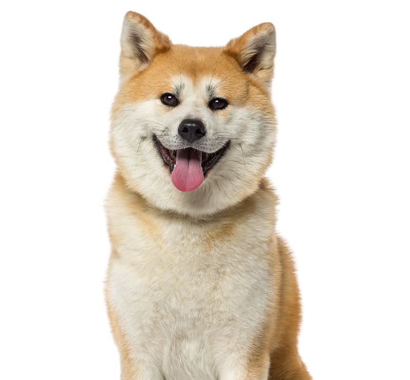 X-Large Dogs, Temple City Animal Hospital