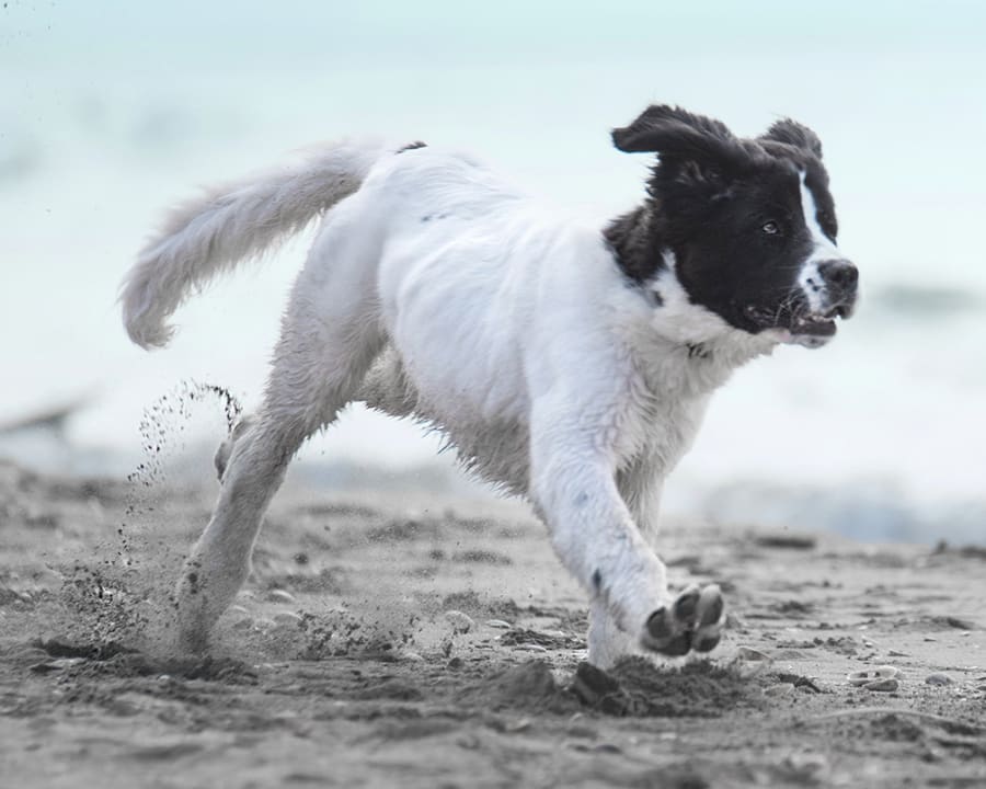 The Importance of Preventive Care, Temple City Animal Hospital